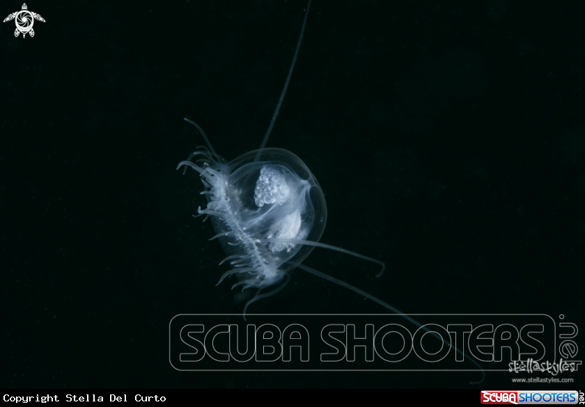 A Freshwater Jellyfish