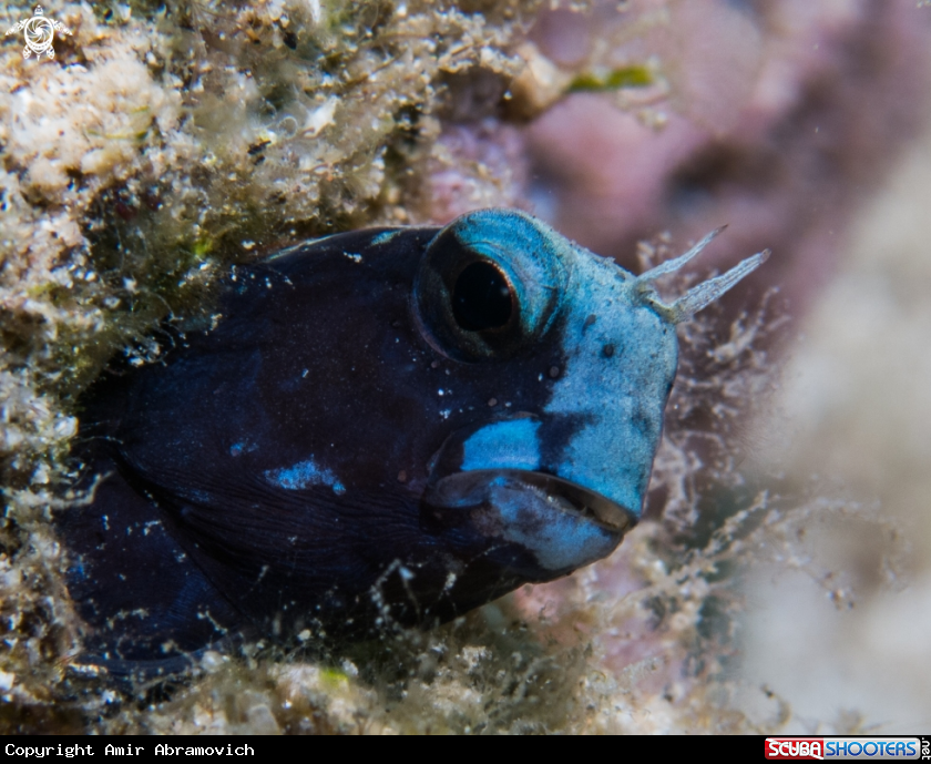 A underwater creature