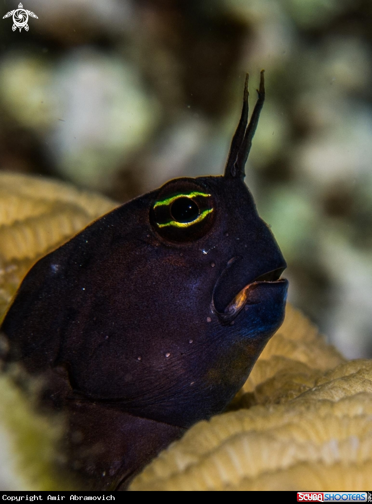 A underwater creature