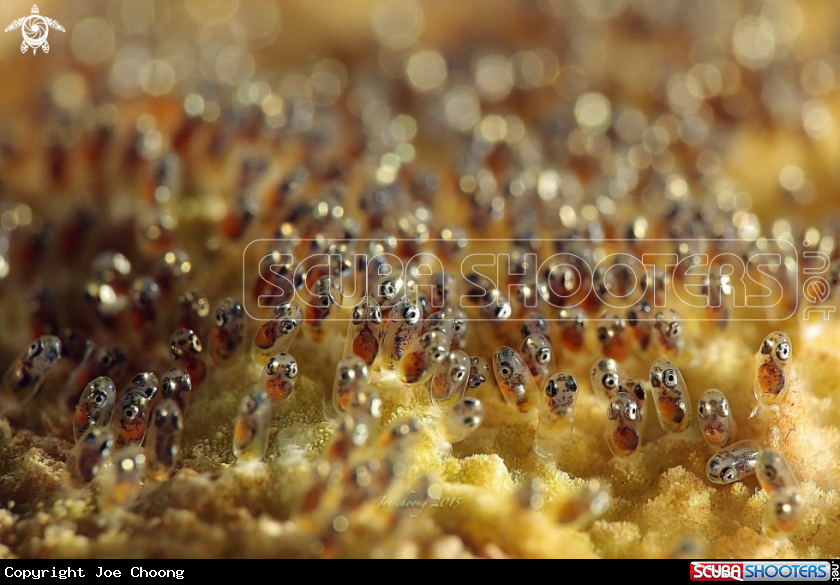 A Clownfish egg