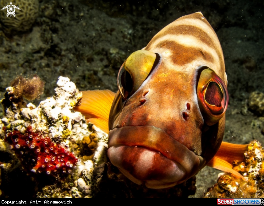 A underwater creature