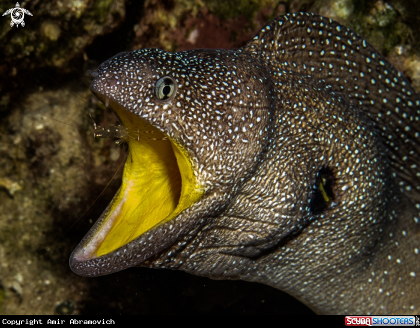 A underwater creature