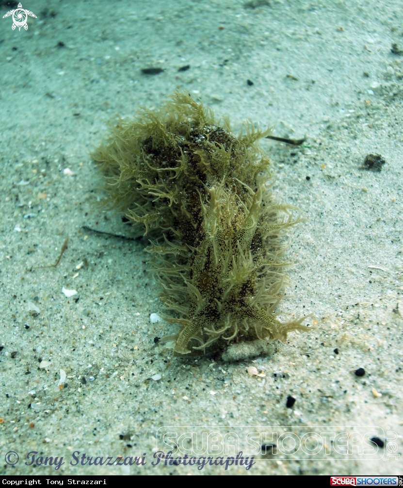 A Hairy Sea Hare