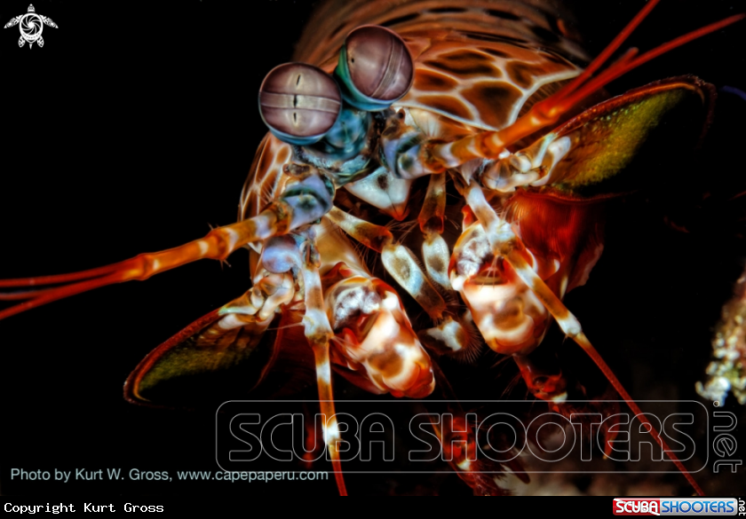 A Mantis shrimp