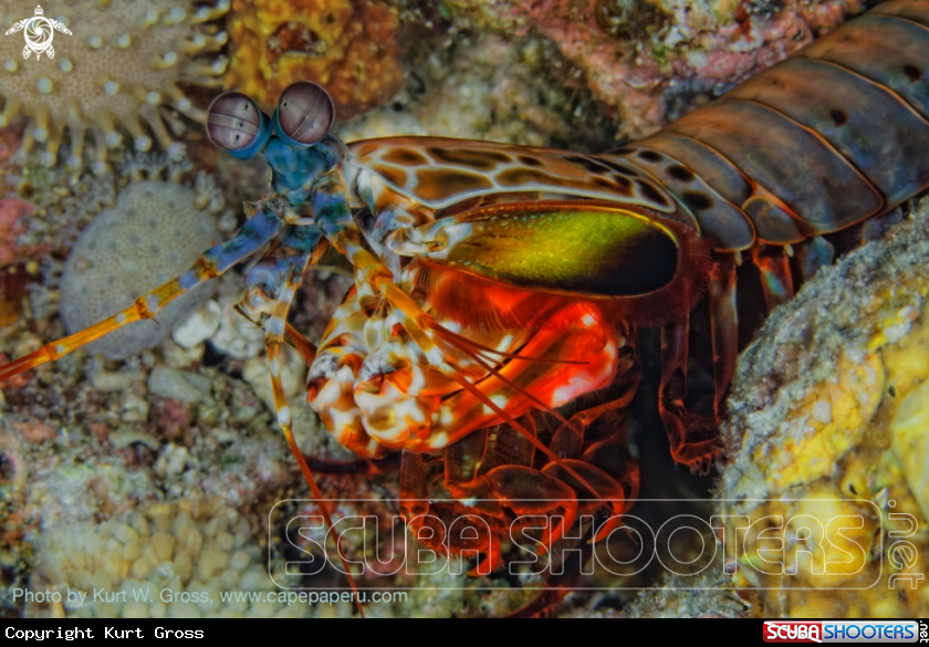 A Mantis shrimp