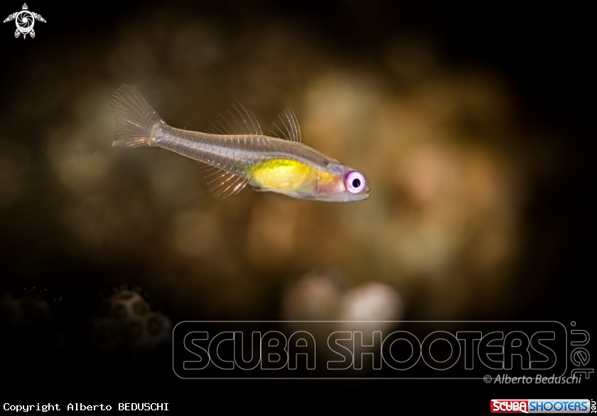 A Pink eye goby