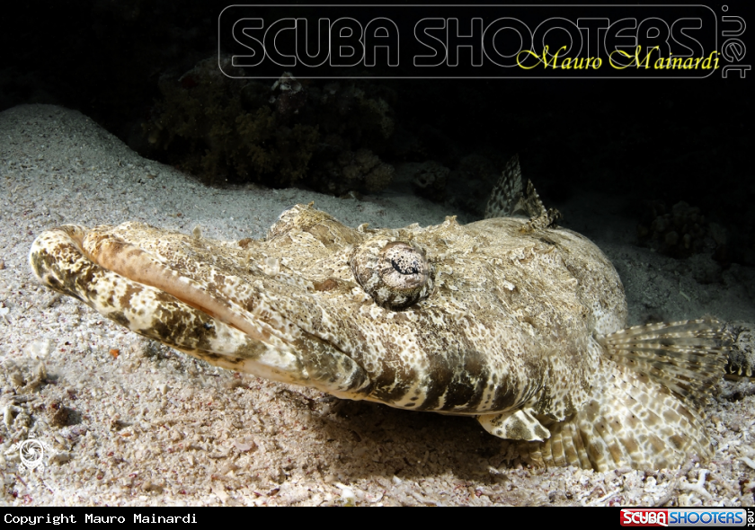 A Crocodile fish