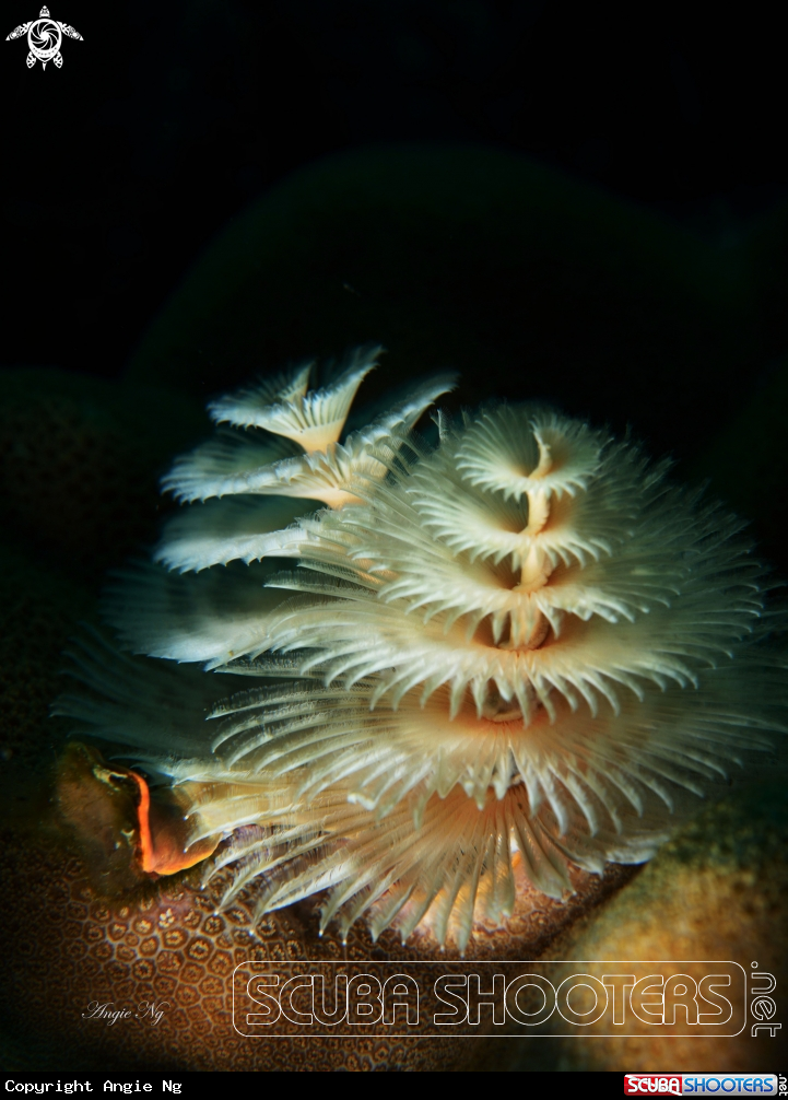 A Christmas tree worm