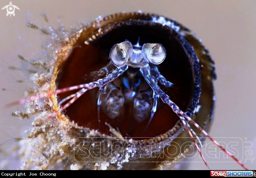 A Mantis shrimp