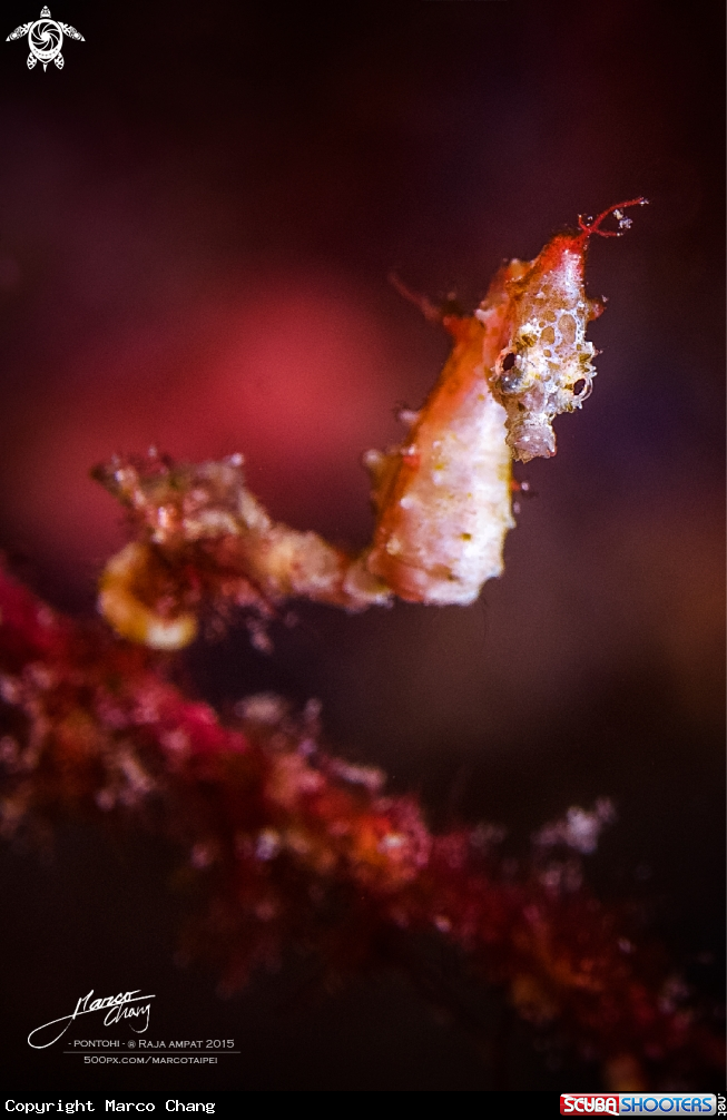 A Pontohi sea horse