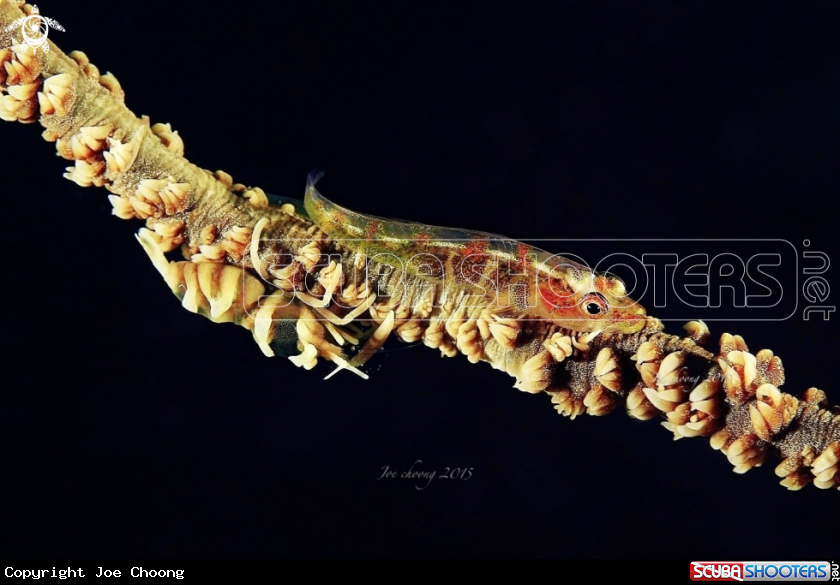 A Goby & Shrimp