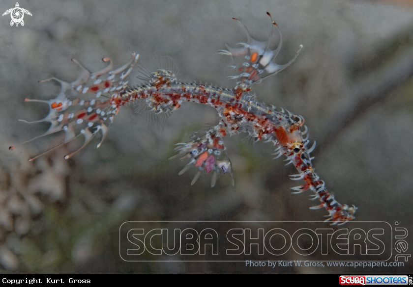 A Harlekin ghost pipe fish