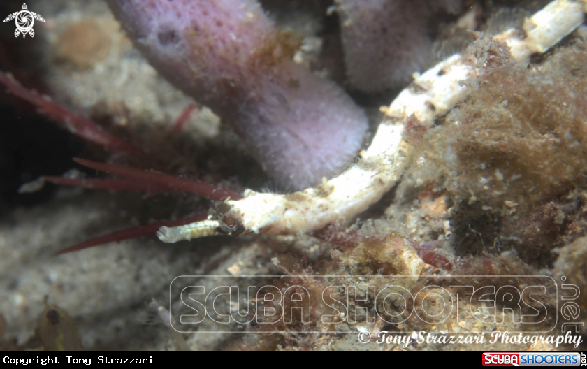 A Girdled Pipefish