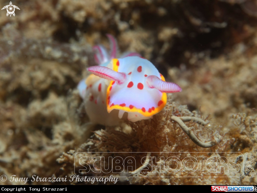 A Bennett's Hypselodoris