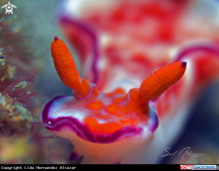 A Ceratosoma