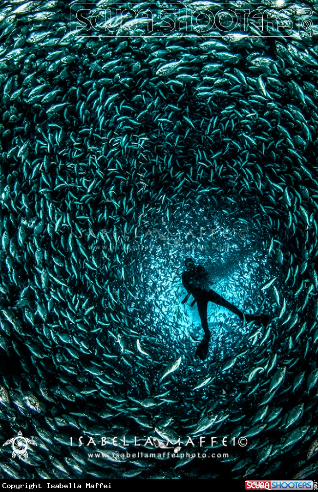 A Mediterranean sea fish factory