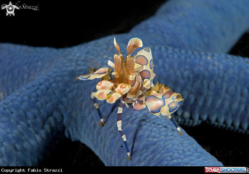 A Harlequin shrimp