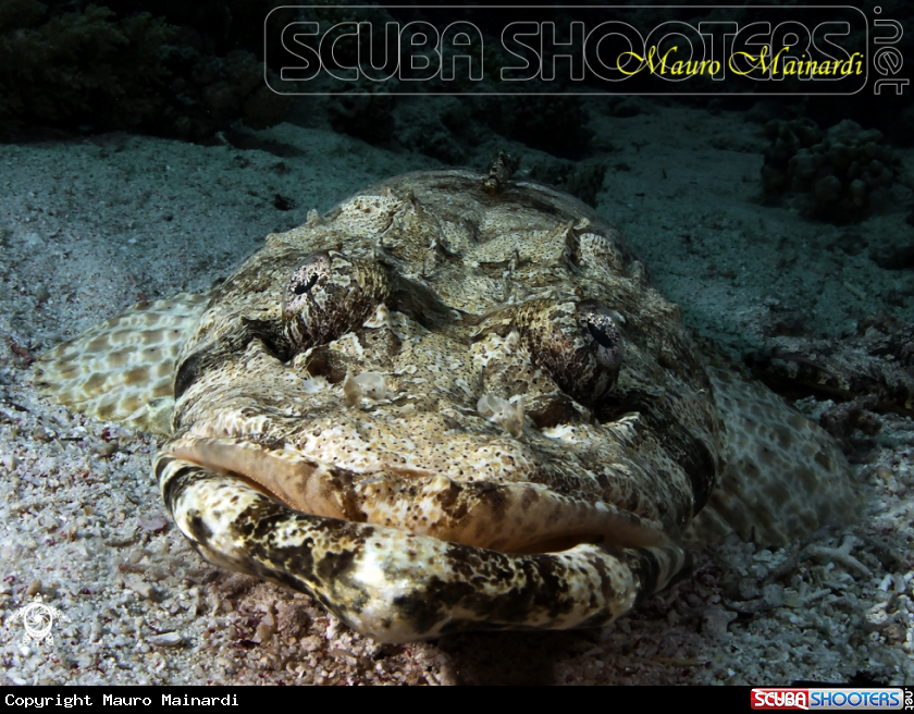 A Crocodile fish