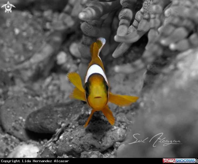 A Anemone fish