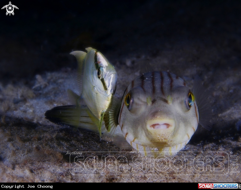 A Puffer fish & Coastal trevally fish