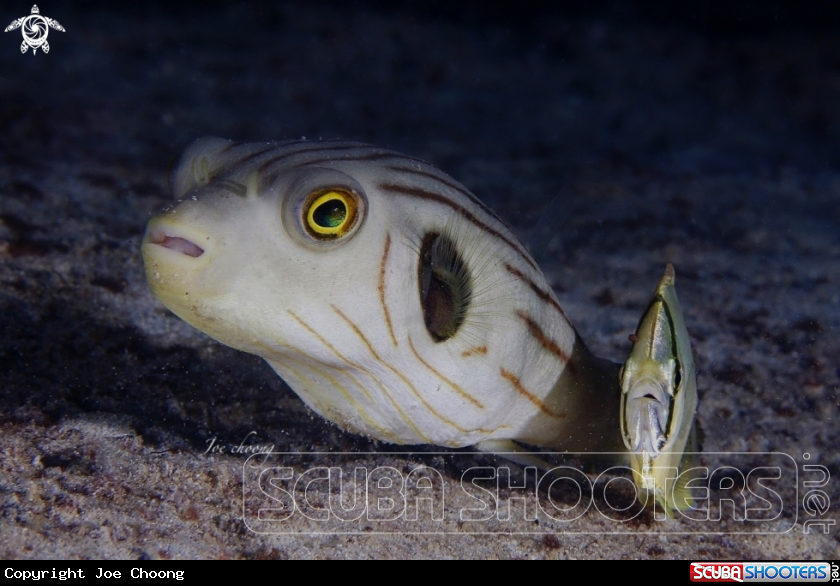 A Puffer fish & Coastal trevally fish