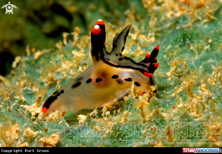 A Nudibranche