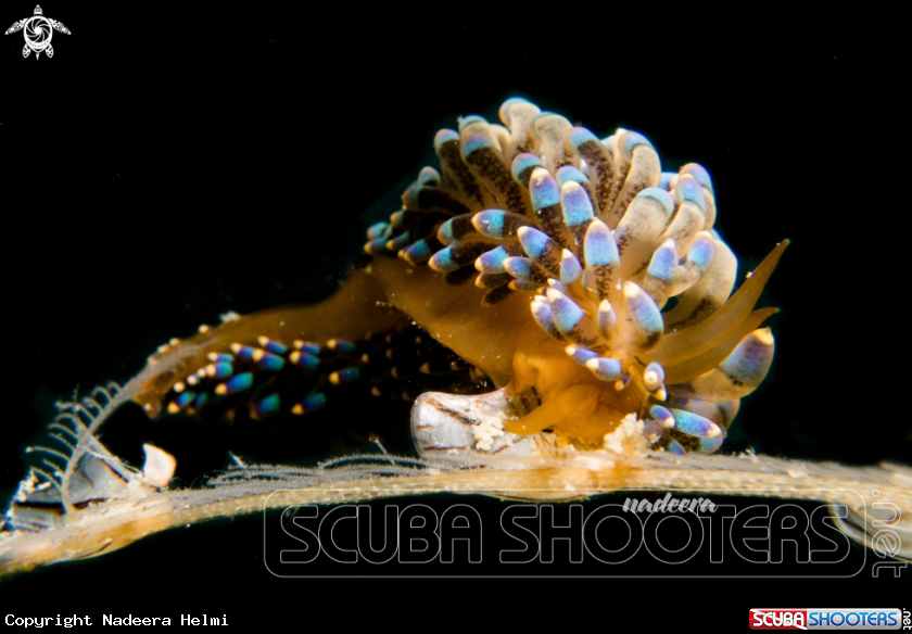 A Nudibranch