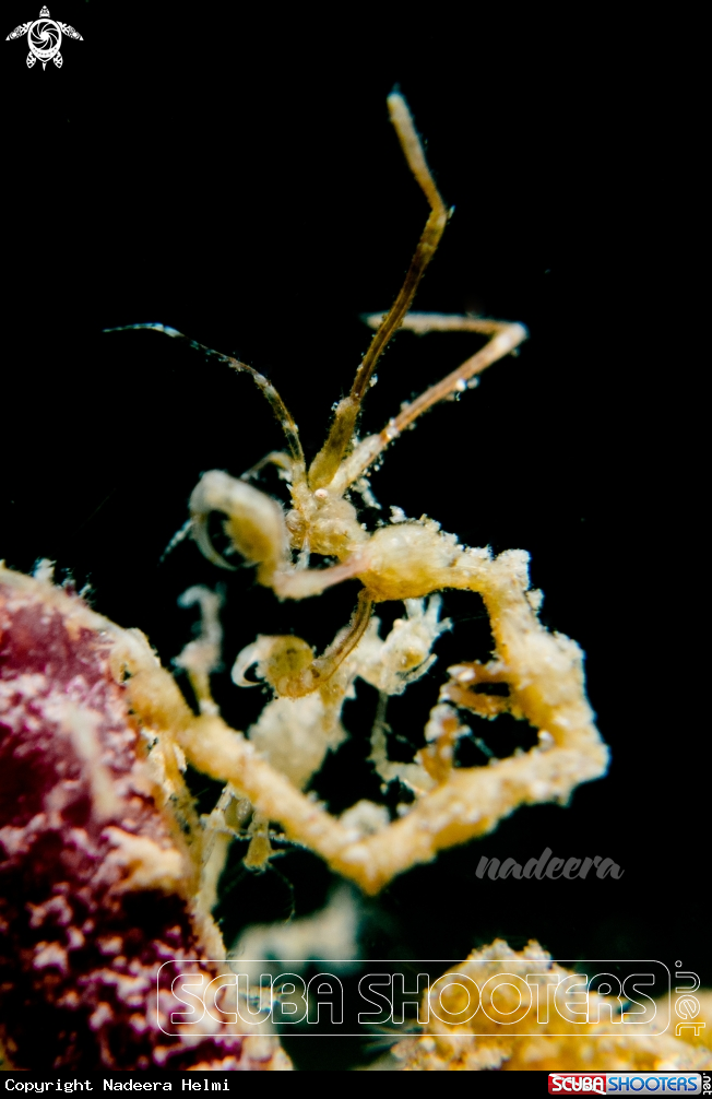 A Skeleton Shrimp