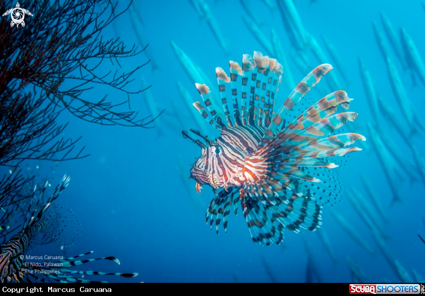 A Lion Fish 