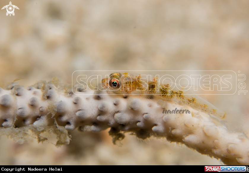 A Goby