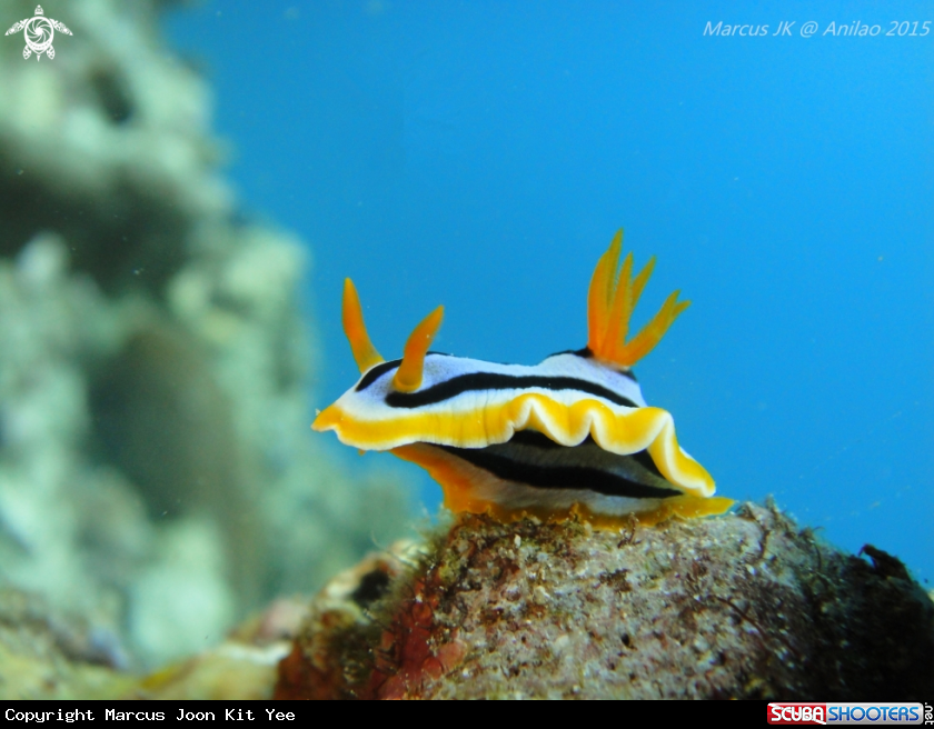 A NudiBrunch