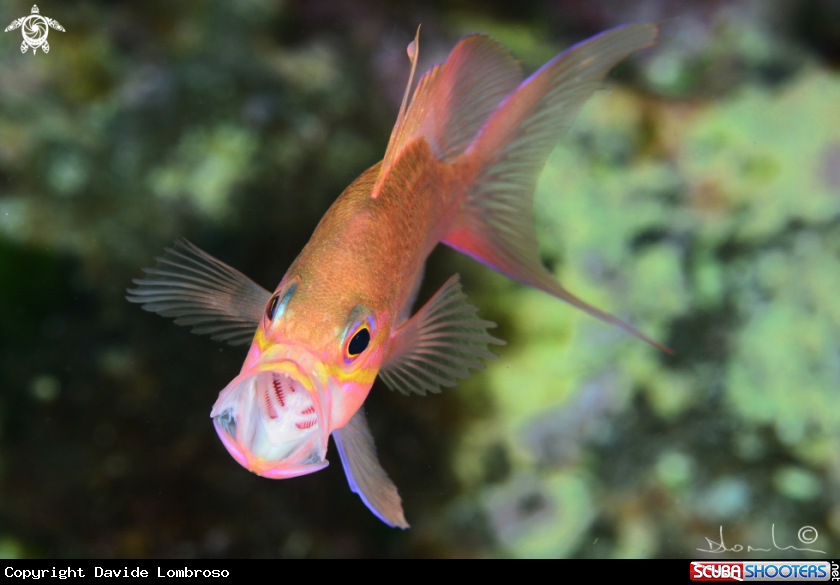 A Anthias