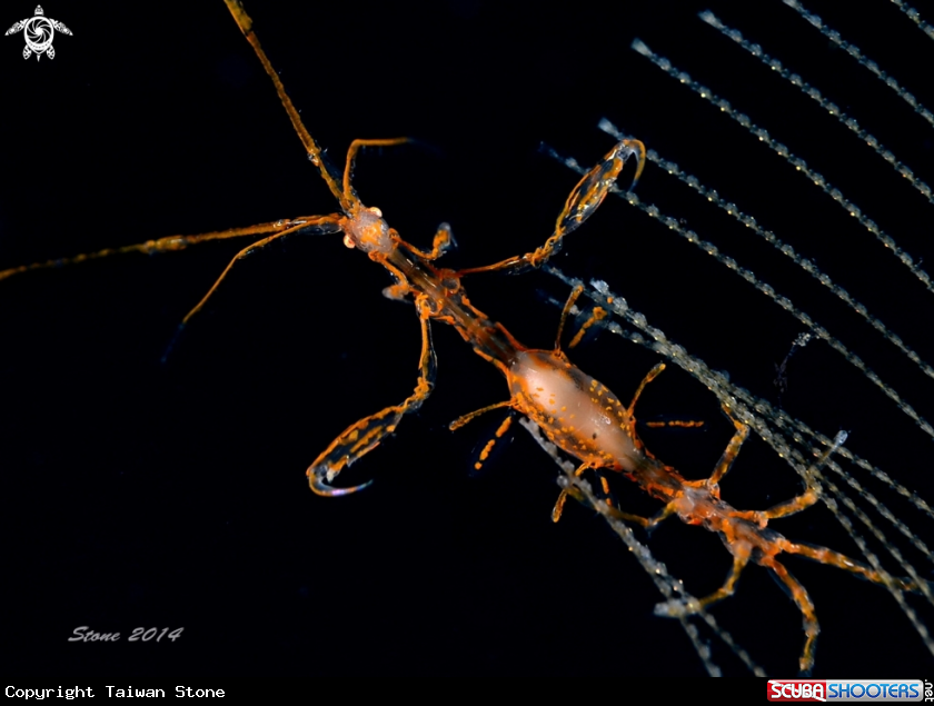 A Skeleton Shrimp