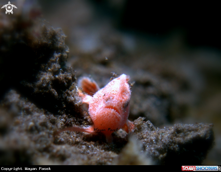 A Frogfish