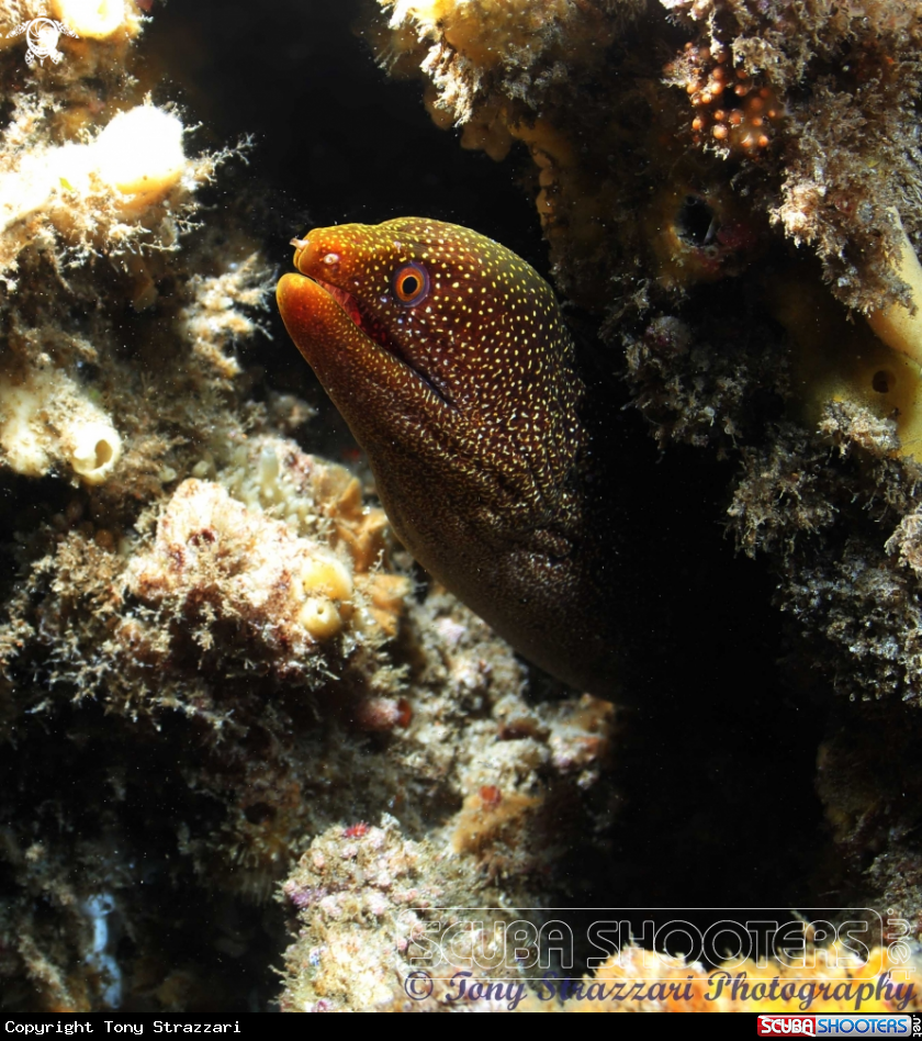 A Abbott's moray