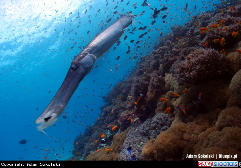 A Trumpetfish