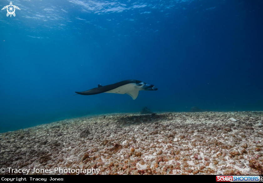 A Manta Ray