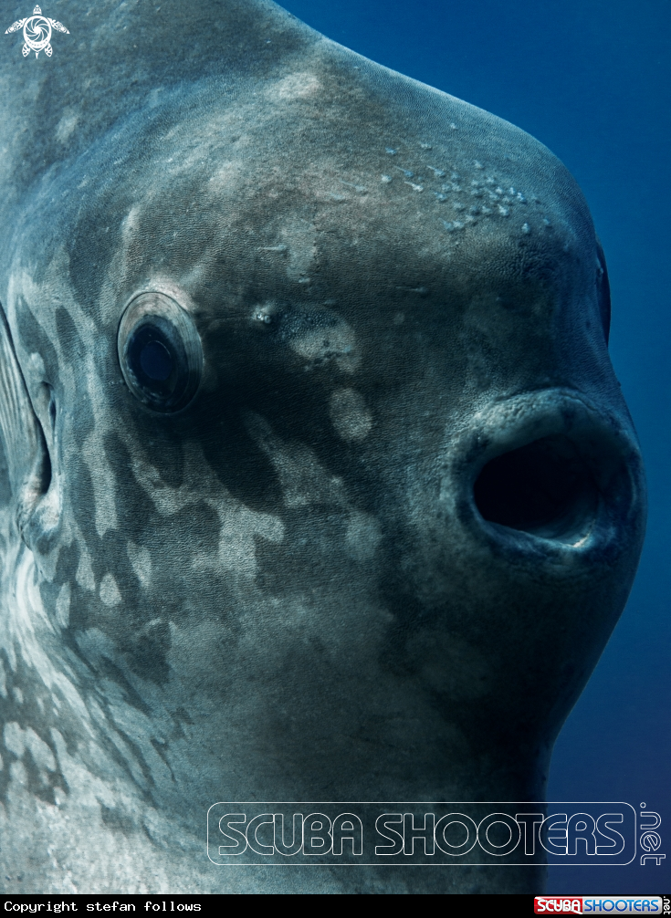 A Southern Ocean Sunfish