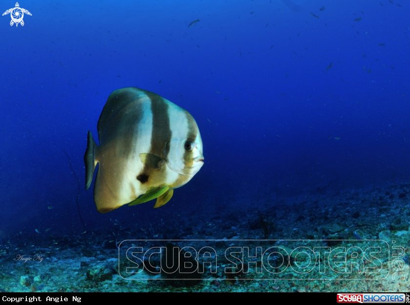 A Batfish