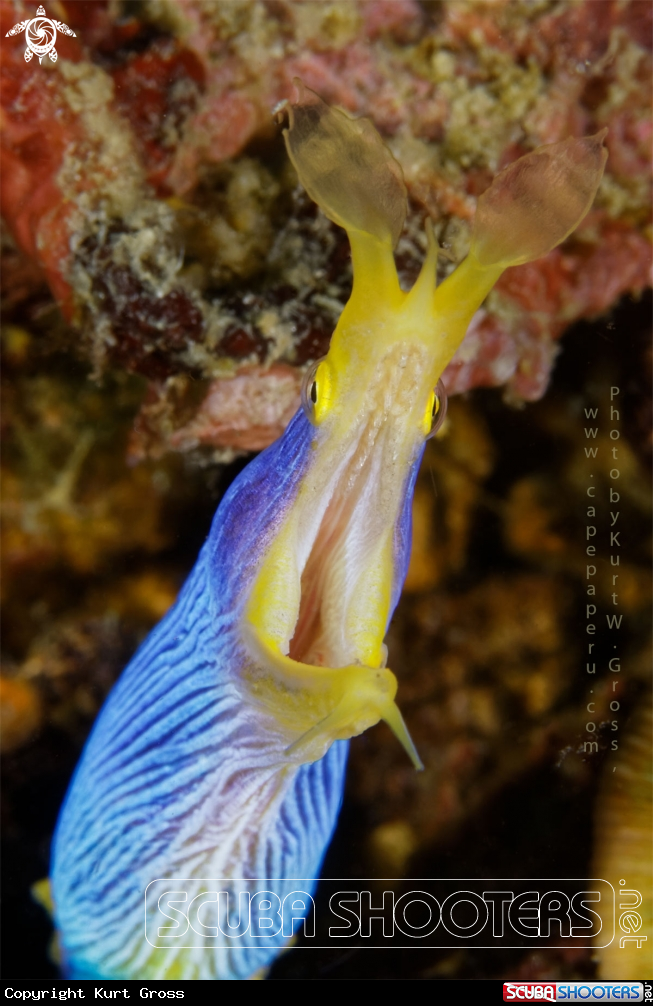 A ribbon eel