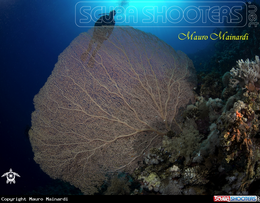 A Gorgonian