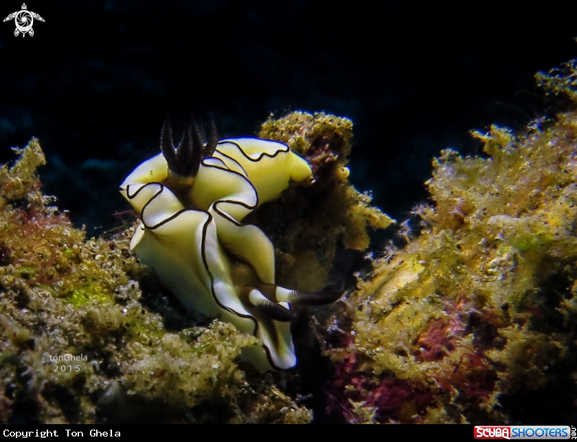 A Nudibranch