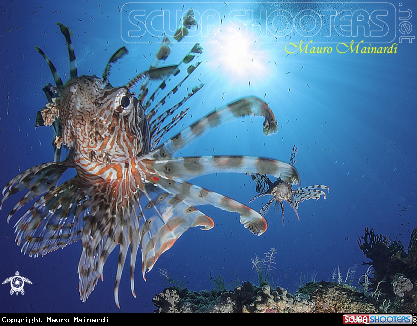 A Lionfish