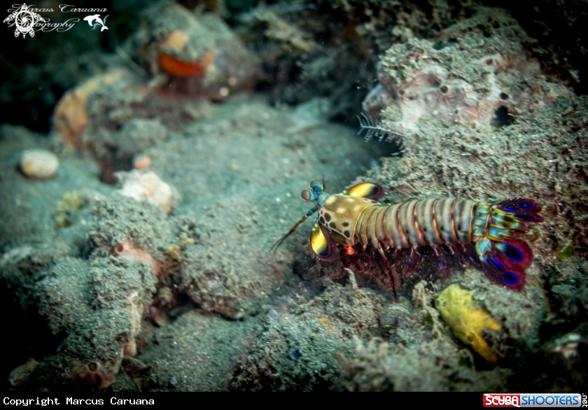 A Mantis Shrimp