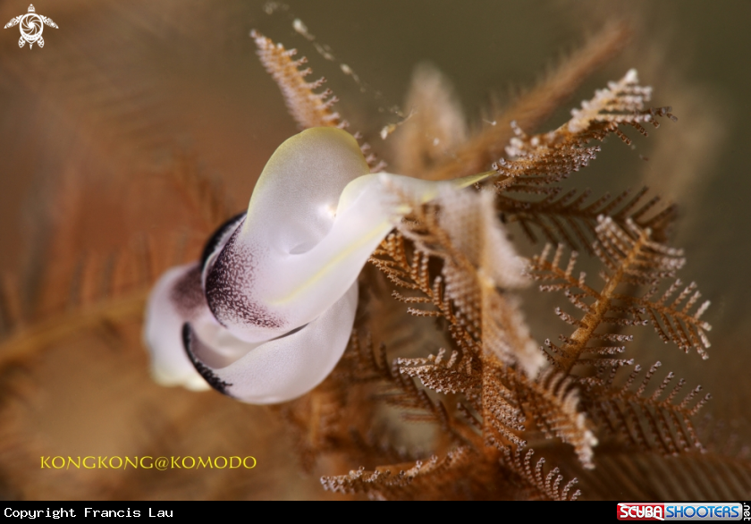 A Sea Slug