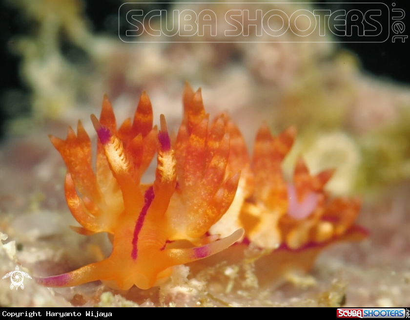 A Flabellina nudibranch