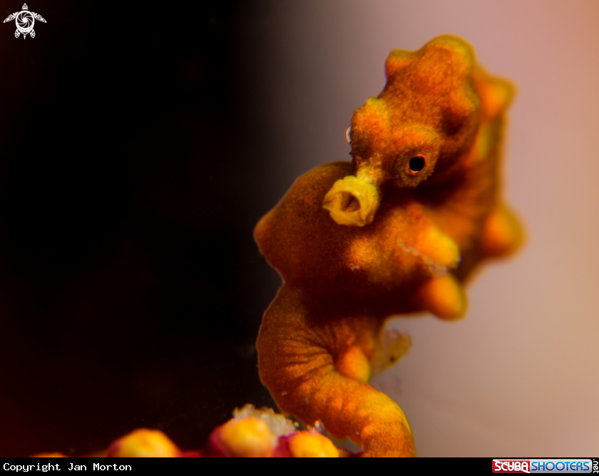 A Pygmy Seahorse