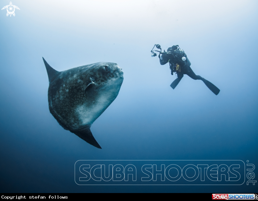 A Southern Ocean Sunfish