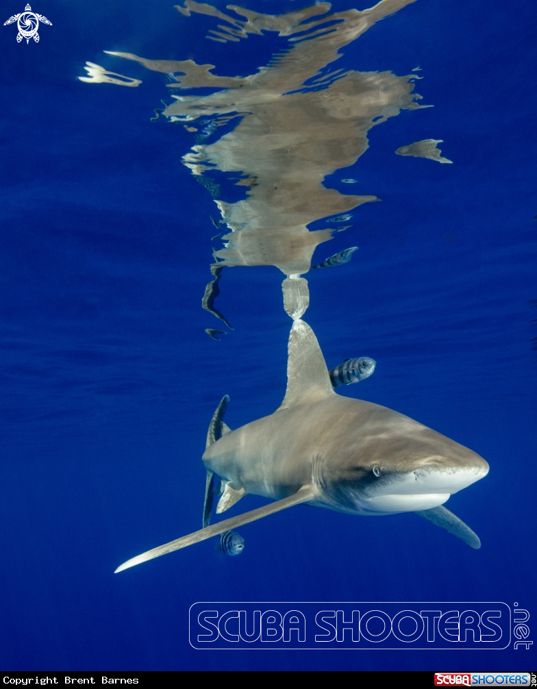 A Oceanic White Tip 