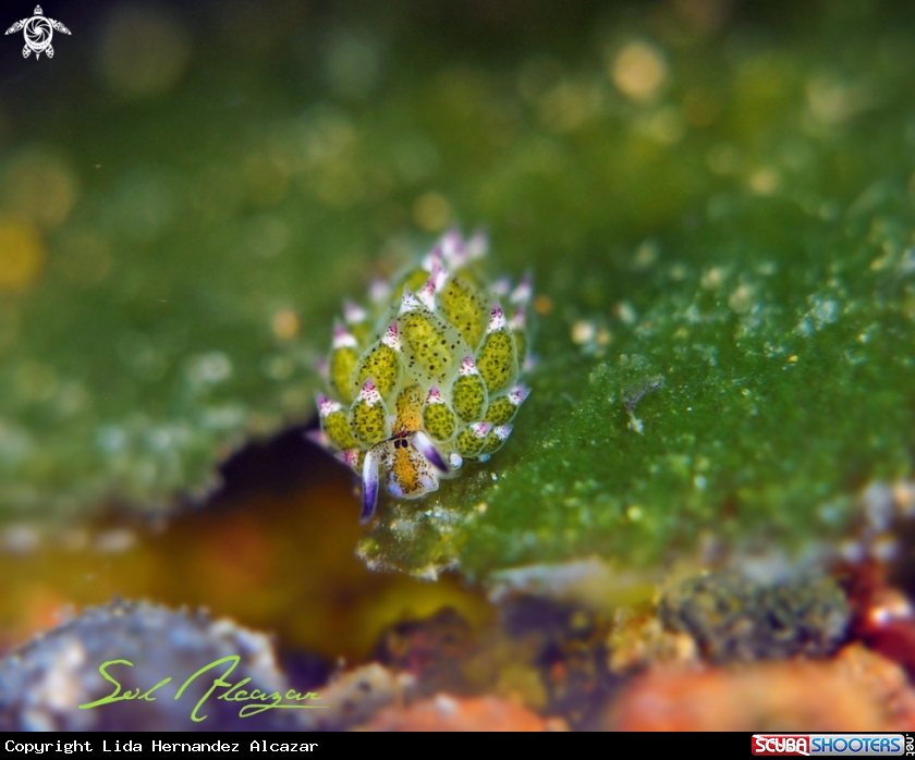 A Costasiella Kuroshimei